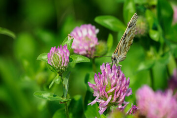 Ringed butterfly on a clover flower.