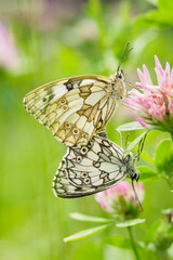 Two-leaved butterfly clover flower.