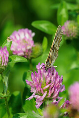 Ringed butterfly on a clover flower.