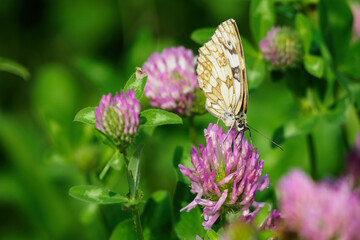 Ringed butterfly on a clover flower.