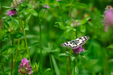 Ringed butterfly on a clover flower.