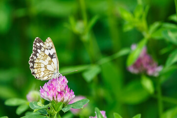 Ringed butterfly on a clover flower.