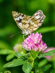 Ringed butterfly on a clover flower.
