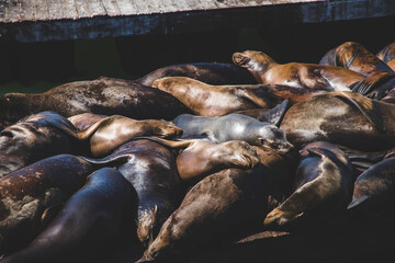 sea lions