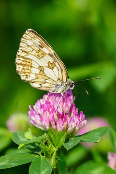 Ringed butterfly on a clover flower. © lapis2380