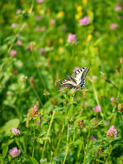 Fennel Swallowtail butterfly on a clover flower.