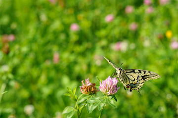 Fennel Swallowtail butterfly on a clover flower.