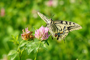 Fennel Swallowtail butterfly on a clover flower.