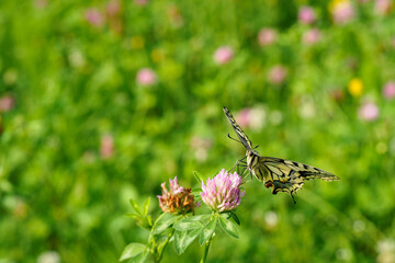 Fennel Swallowtail butterfly on a clover flower.