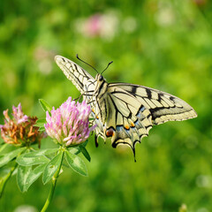 Fennel Swallowtail butterfly on a clover flower.