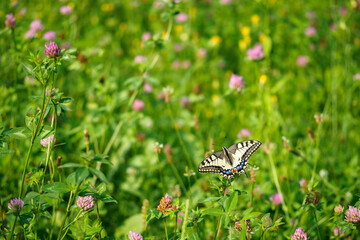 Fennel Swallowtail butterfly on a clover flower.