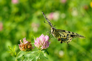 Fennel Swallowtail butterfly on a clover flower.