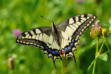 Fennel Swallowtail butterfly on a clover flower.