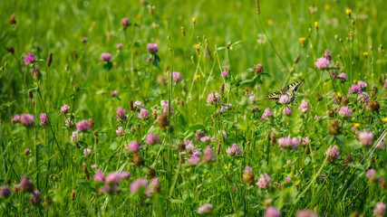Fennel Swallowtail butterfly on a clover flower.