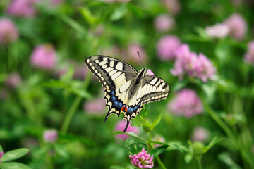 Fototapeta na wymiar Fennel Swallowtail butterfly on a clover flower.