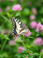 Fennel Swallowtail butterfly on a clover flower.