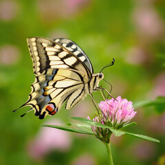 Fennel Swallowtail butterfly on a clover flower.