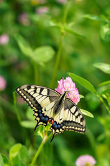 Fennel Swallowtail butterfly on a clover flower.