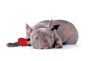 Fototapeta na wymiar French Bulldog dog wearing Valentine's day cupid arrow headband on white background