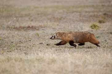 western badlands American badger hunting