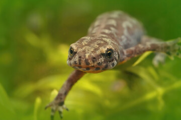 Closeup on an adult Greek Alpine newt, Ichthyosaura alpestris veluchiensis, swimming