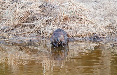 beaver in river with stick