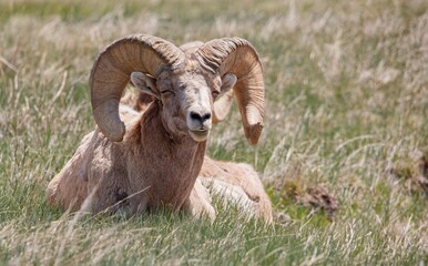 Badlands desert bighorn sheep on slopes