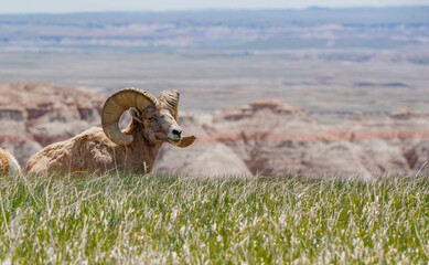 Badlands desert bighorn sheep on slopes