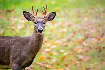 Whitetail deer