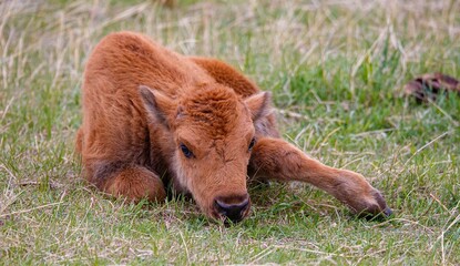 American bison buffalo calf 