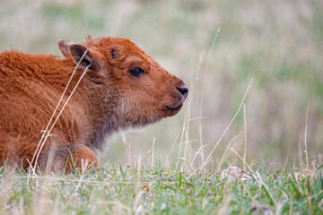 Fototapeta premium American bison buffalo calf 