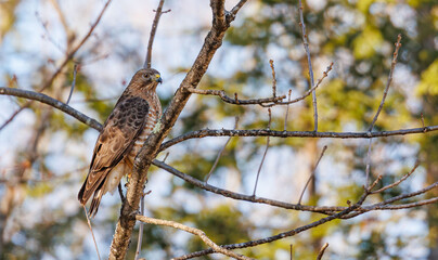 Cooper's hawk perched on tree branch