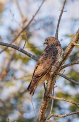 Cooper's hawk perched on tree branch
