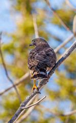 Cooper's hawk perched on tree branch