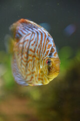 Peixe Dourado em Aqu&aacute;rio