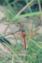 red dragonfly resting on a branch
