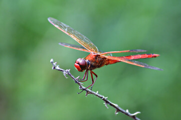 close up of a red dragonfly - Powered by Adobe