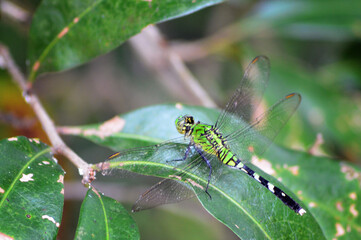 dragonfly on a leaf