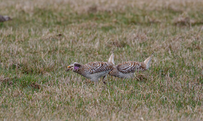 Sharp tailed grouse in field 