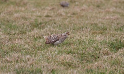 Sharp tailed grouse in field 