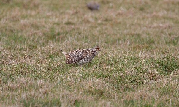 Sharp Tailed Grouse In Field 