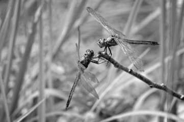 black & white dragonflies 2