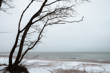 Tree on a beach in winter, Baltic Sea