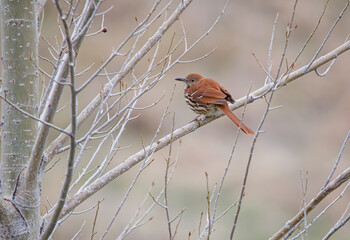 Songbird on tree branch perch