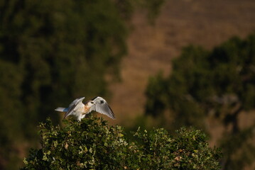 Juvenile White Tailed Kite from 9/5/2020 In Pleasanton, CA