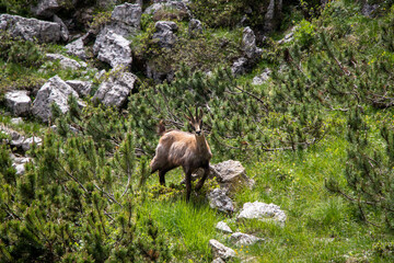 Animale Montagna