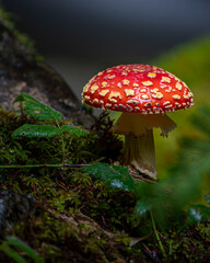 fly mushroom in forest