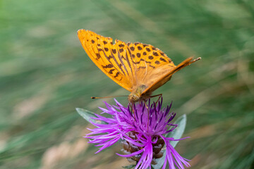Farfalla