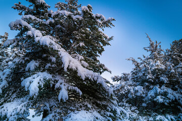 Two large cedar tree tops covered with snow on blue sky background