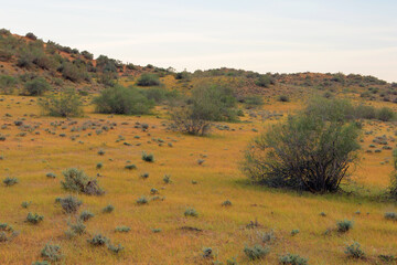 Steppe landscape with yellow sand and rare bushes on the background of the evening sky.  Steppe in Uzbekistan.
